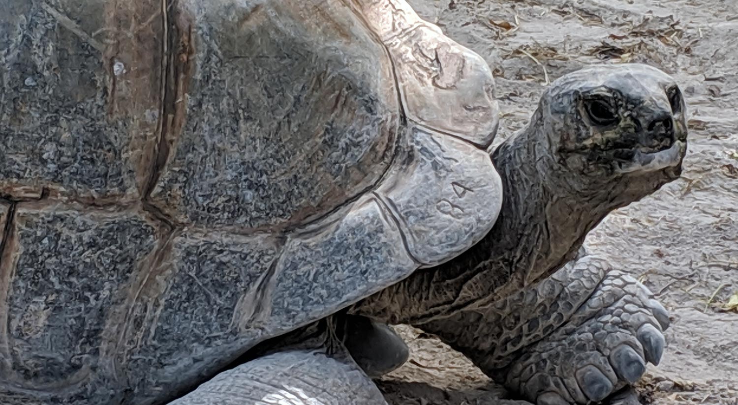 Tortoise at Jungle Island in Miami